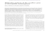 Molecular analysis of the swallow gene Drosophila melanogastergenesdev.cshlp.org/content/2/12a/1655.full.pdf · Molecular analysis of the swallow gene of Drosophila melanogaster Edwin