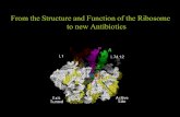 From the Structure and Function of the Ribosome to …...From the Structure and Function of the Ribosome to new Antibiotics Crick’s central dogma of molecular biology: DNA makes