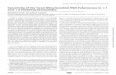 SensitivityoftheYeastMitochondrialRNAPolymeraseto …SensitivityoftheYeastMitochondrialRNAPolymeraseto 1 and 2InitiatingNucleotides* Receivedforpublication,September7,2006 Published,JBCPapersinPress,September26,2006