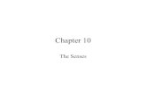 HChapter 10--Bio 163 class notes · Chapter 10 The Senses. The Senses •General Senses/Receptors Special Senses ... Pain Nerve Fibers •Acute pain •Chronic pain Pain impulses