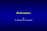 Brainstem - kcesmjcollege.in · • Descending fibers that go to the cerebellum via the pons • Descending pyramidal tracts –Running thru the midbrain is the hollow cerebral aqueduct