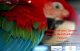 The Red-and-Green Macaw Reintroduction Project€¦ · The Red-and-Green Macaw Reintroduction Project Noelia L. Volpe Centro de Ecología Aplicada del Litoral •Introduction •Beginning