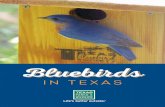 Bluebirds in Texas - Bluebird Conservation · 4 BLUEBIRDS IN TEXAS Today, bluebird trails can be found throughout the United States, benefiting all three native bluebird species: