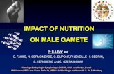 IMPACT OF NUTRITION ON MALE GAMETE 2011 R. LEVY-IMPACT... · Nuclear MZT Blastocyst organization gonad differentiation development Maternal nutrition ... For review, Dupont et al.