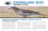 EVERGLADE KITE · 2019-08-05 · EVERGLADE KITE NEWSLETTER Monthly Newsletter for Audubon Everglades VOL 59 | Issue 12 ... bought a National Geographic Field Guide, and started recording