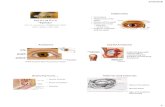 Put A Lid On It “Eyelids” - 2020memphis.com · Put A Lid On It “Eyelids” ... Dermatochalasis Causes of Droopy Lids Over 425 cause of droopy eyelids • Aging • Muscular