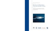 Review of Migratory Chondrichthyan Fishes · Review of Migratory Chondrichthyan Fishes Prepared by the Shark Specialist Group of the IUCN Species Survival Commission on behalf of