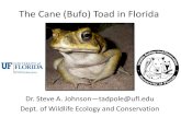 The Cane (Bufo) Toad in Florida - BugwoodCloud...Impacts of Cane Toads— Human Quality of Life & $$$ Potentially lethal to pets, mainly dogs Cost of treatment $$$ Maybe toxic to koi