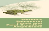 Florida’s Ephemeral Ponds and Pond-Breeding …...invertebrates, reptiles, mammals, and birds. Landscape Management From a management perspective, ephemeral wetlands must be viewed