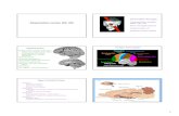 Association cortex (Ch 25) Functional Brain Imaging …jeanette/CH25.pdf1 Association cortex (Ch 25) Information through: Functional Brain Imaging (fMRI, PET, etc) Brain “damaged”