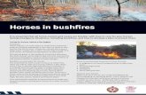 Horses in Bushfires...Caring for horses during and after bushfires During a bushfire Once a bushfire starts visibility is poor and travelling can become dangerous. Horses can panic