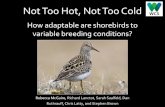 Not Too Hot, Not Too Cold - United States Fish and ... · Not Too Hot, Not Too Cold How adaptable are shorebirds to variable breeding conditions? Rebecca McGuire, Richard Lanctot,