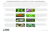 COMPANION PLANTS FOR CANNABIS - Project CBD · Companion plants fall into various categories and many plants fit into more than one group. Do your own research to see what works best