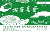 HUMAN EVOLUTION - StudyTime NZ · Level 3 Biology Human Evolution Bipedalism Bipedalism is just a smart way of saying “walking on two legs” It’s what all the cool hominids,