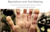 Bipedalism and Tool Making - alejoberrio.comalejoberrio.com/02 discussion Bio346.pdf · Bipedalism and Tool Making ... In chapter 5, slide 8/35 • Can you explain the breadth/length