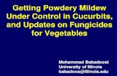 Getting Powdery Mildew Under Control in Cucurbits, …...Getting Powdery Mildew Under Control in Cucurbits, and Updates on Fungicides for Vegetables Mohammad Babadoost University of