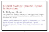 Digital biology: protein-ligand interactionspeople.cs.uchicago.edu/~ridg/csppbioinfo07/lect3.pdf · Digital biology: protein-ligand interactions L. Ridgway Scott The Institute for