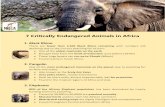 7 Critically Endangered Animals in Africa › wp-content › ...endangered-animals-.pdf7 Critically Endangered Animals in Africa 1. Black Rhino There are fewer than 2,500 Black Rhino