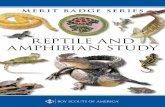 Reptile and amphibian Study - Troop 577 Wichita, Kansastroop577wichita.weebly.com/uploads/1/1/2/2/...reptile and amphibian study 9.What are Reptiles and amphibians? where the boundaries