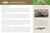 North Carolina Wildlife Profiles...Toads resemble frogs and together they make up the order Anura; however, only true toads belong to the family Bufonidae. Toads prefer uplands to