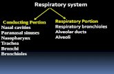 Respiratory system - minia.edu.eg · Respiratory system Respiratory Portion Respiratory bronchioles Alveolar ducts Alveoli. Nose (nasal cavity) Nasal cavity divided into Vestibule