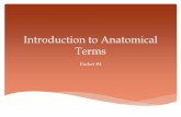 Introduction to Anatomical Terms - elysciencecenter.comelysciencecenter.com/yahoo_site_admin/assets/docs/... · Non-synonymous Anatomical Terms In a two-legged organism (e.g. human)