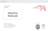 MUSCLES Lecture 2: SKELETAL - KSUMSC · muscles 40% are Sensory , carries information from the nerves to the central nervous system It has some Autonomic ﬁbers (Sympathetic) for