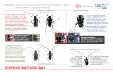 BORERS: Asian & citrus longhorned beetles & look-alikes (Coleoptera: Cerambycidae) › sites › firstdetector.org › files › ... · 2017-05-02 · BORERS: Asian & citrus longhorned