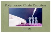 Polymerase Chain Reaction - WordPress.com · Polymerase Chain Reaction Used in medicine, genetics, biotechnology and forensics Mummy of Pharaoh Ramses II HIV Research The Human Genome