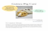Guinea Pig Care - n.b5z.net€¦ · Guinea Pig Care lim Wee Companions Small Animal Adoption, Inc. (619) 934-6007 weecompanions@aol.com Wee Companions’ Philosophy Our mission is