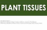 PLANT TISSUES - thexgene.weebly.comthexgene.weebly.com/uploads/3/1/3/3/31333379/lec4.planttissues.pdf · PLANT TISSUES Jhia Anjela D. Rivera1,2 1Department of Biology, College of