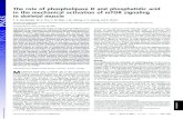 The role of phospholipase D and phosphatidic acid in the … · The role of phospholipase D and phosphatidic acid in the mechanical activation of mTOR signaling in skeletal muscle