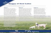 Stages of Goat Labor - Backyard Goats · PDF file additional kids or malpresentations sooner than 30 minutes. Stage 3 Stage 3 delivers the afterbirth. This marks the end of labor and