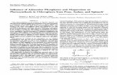 Influence Adenosine Phosphates Magnesium on ... › content › plantphysiol › 71 › 3 › 680.full.pdfand Sedun, the magnitudeofMgADPand MgATPstimulation ofPGA dependent 02 evolution