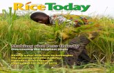 Overcoming the toughest stress › files › ricetoday---2009-03---vol08-nr03.pdf · Saving water with new technologies The promise of Latin America Uganda’s rice revolution Challenges