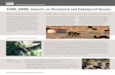 FERAL SWINE: Impacts on Threatened and Endangered Species...Feral swine directly impact threatened and endangered species by preying on the nests, eggs, and young of ground-nesting