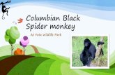 Columbian Black Spider monkey - Fota Wildlife Park · Apes are not monkeys. Apes are bigger, lack tails and generally have larger brains. A group of monkeys can be referred to as