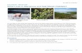 S TUD E N T MA S TE R What Lives in Mangrove and Salt ... › data › estuaries › pdf › ... · S TUD E N T MA S TE R What Lives in Mangrove and Salt Marsh Habitats? Polar bear