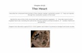Chapter 20 (2) The Heartmc3cb.com/pdf_ap_lecture_s6/C20w_2_heart_2014.pdf · Chapter 20 (2) The Heart ... Excitation spreads through atrial myocardium. AV node fires. Excitation spreads
