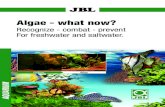 Algae - what now? - JBLjbl.de › ... › Ratgeber › JBL_Algae_what_now_Folder_en.pdf · Nitrate: 5-10 mg/l (JBL Nitrate Test) Phosphate: 0.1 mg/l (JBL Phosphate Test sensitive)