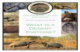 What is a Desert Tortoise?Kindergarten/1st/2nd Grade Trunk Table of Contents 2 Tortoise Video What’s the Difference? What is a Tortoise? Coloring Book Build a Burrow 5 11 16 19 Teacher