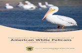 American White Pelican Conservation Plan 2016-2025 › sites › default › files › american... · 2019-05-29 · Idaho Department of Fish and Game. 2016. Management plan for the