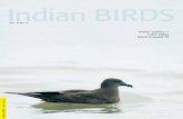 Indian rarities–1 Lohit Valley Black-browed Titindianbirds.in/pdfs/IB_8.5_Final.pdf · Pittie (2001) was another notable attempt to create a working list, but their main aim was