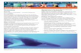 Dwarf minke whales - GBRMPA › __data › assets › pdf_file › 0015 › ... · 3 Dwarf minke whales Background Brief description of the dwarf minke whale Taxonomy The taxonomy