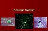 Nervous System - Sintich Science - Homesintichscience.weebly.com/uploads/2/2/4/7/22479874/nervous_syste… · Review What division of the nervous system controls the fight or flight