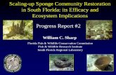 Scaling-up Sponge Community Restoration in South Florida ...ocean.floridamarine.org/FKNMS_WQPP/docs/wqpp/data/...Scaling-up Sponge Community Restoration (1) Test whether sponge nurseries