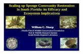 Scaling up Sponge Community Restoration in South Florida ...ocean.floridamarine.org › FKNMS_WQPP › docs › wqpp › data › ... · Scaling up Sponge Community Restoration in