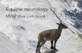 Neurologie - fvl.vfu.cz · Neurologie Author: lan_manager Created Date: 3/4/2013 8:06:08 PM ...