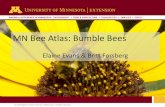 MN Bee Atlas: Bumble Bees - University of Minnesota...MN Bee Atlas: Bumble Bees Elaine Evans & Britt Forsberg Photo: Eileen Miller Bumble bee look-alikes Characteristics: •Antenna