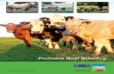 Profitable Beef Breeding - HCC / Meat Promotion Wales · 3.3 The financial benefits of better fertility 3.4 Advantages of a compact calving 3.5 Monitoring calf mortality 4 Maintaining